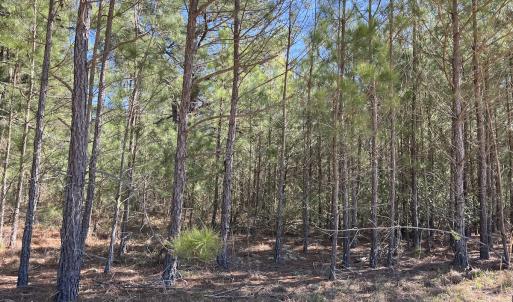 Photo #13 of Off Brenwood Road, Lake View, SC 1.5 acres