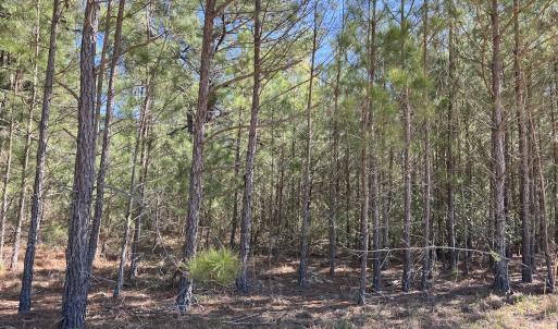 Photo #13 of SOLD property in Off Brenwood Road, Lake View, SC 1.5 acres