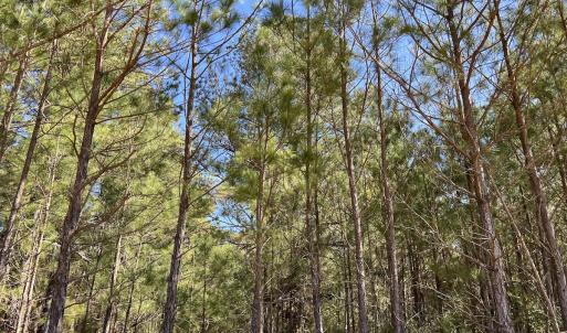 Photo #14 of SOLD property in Off Brenwood Road, Lake View, SC 1.5 acres