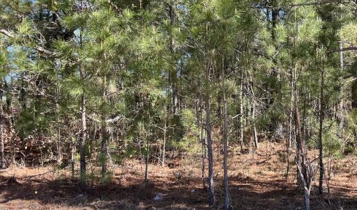 Photo #16 of SOLD property in Off Brenwood Road, Lake View, SC 1.5 acres