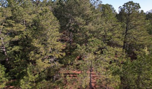 Photo #7 of SOLD property in Off Brenwood Road, Lake View, SC 1.5 acres