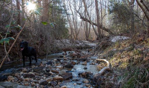 Photo #21 of SOLD property in Off Western Mill Road, Lawrenceville, VA 36.2 acres