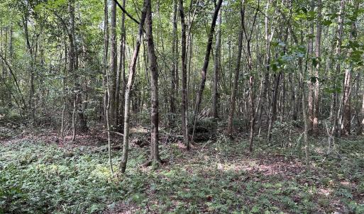 Photo #12 of SOLD property in Off Hwy 50, Rose Hill, NC 8.5 acres