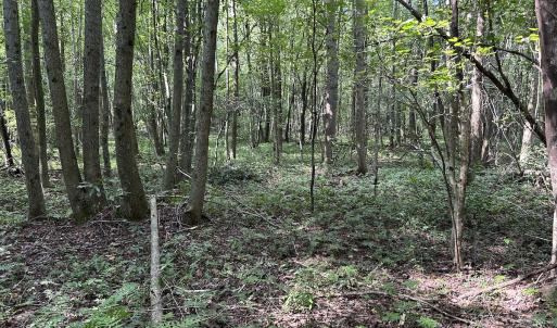 Photo #15 of SOLD property in Off Hwy 50, Rose Hill, NC 8.5 acres