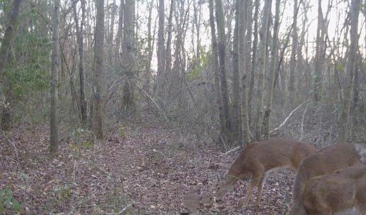Photo #25 of SOLD property in Off Hwy 50, Rose Hill, NC 8.5 acres
