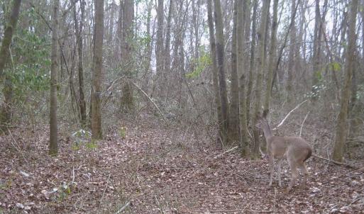 Photo #26 of SOLD property in Off Hwy 50, Rose Hill, NC 8.5 acres