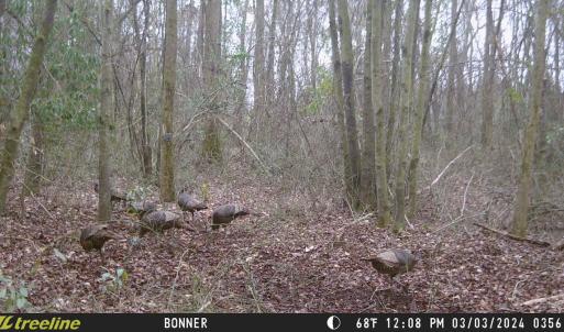 Photo #28 of SOLD property in Off Hwy 50, Rose Hill, NC 8.5 acres