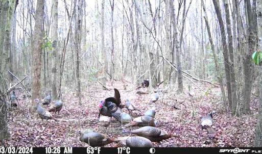 Photo #7 of SOLD property in Off Hwy 50, Rose Hill, NC 8.5 acres
