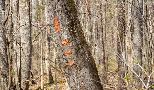 Photo #17 of SOLD property in Off Clinton Rd, Nathalie, VA 21.3 acres