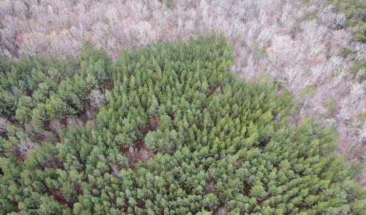 Photo #18 of SOLD property in Off Clinton Rd, Nathalie, VA 21.3 acres