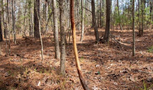 Photo #26 of SOLD property in Off Clinton Rd, Nathalie, VA 21.3 acres