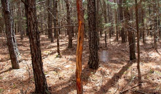 Photo #27 of SOLD property in Off Clinton Rd, Nathalie, VA 21.3 acres