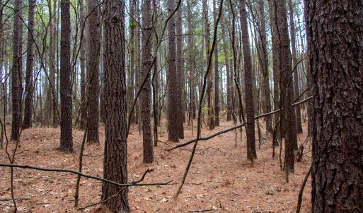 Photo #7 of SOLD property in Off Clinton Rd, Nathalie, VA 21.3 acres