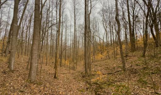 Photo #7 of SOLD property in Off Rice Road, Reidsville, NC 40.0 acres