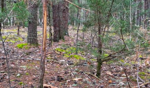 Photo #13 of SOLD property in Off Rice Road, Reidsville, NC 40.0 acres