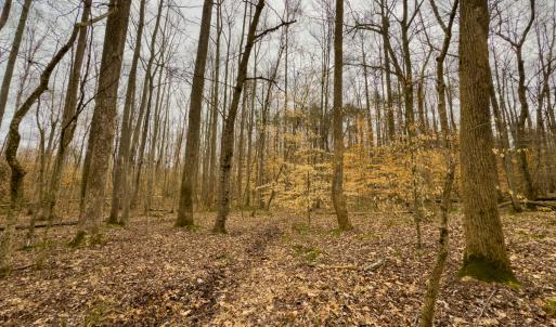 Photo #14 of SOLD property in Off Rice Road, Reidsville, NC 40.0 acres