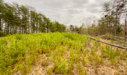 Photo #22 of SOLD property in Off Rice Road, Reidsville, NC 40.0 acres