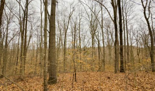 Photo #23 of SOLD property in Off Rice Road, Reidsville, NC 40.0 acres