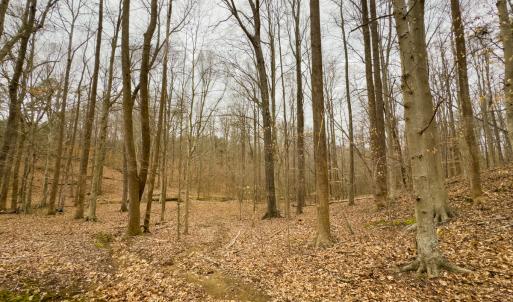 Photo #28 of SOLD property in Off Rice Road, Reidsville, NC 40.0 acres