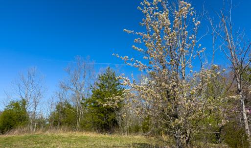 Photo #33 of SOLD property in Off Rice Road, Reidsville, NC 40.0 acres