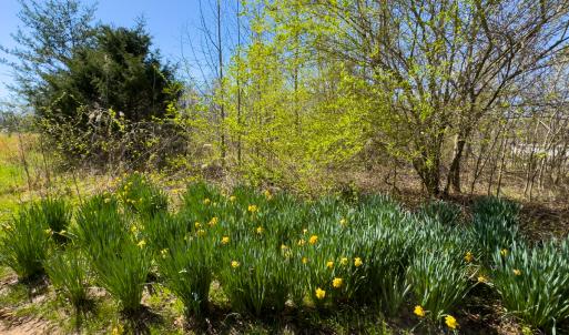 Photo #38 of SOLD property in Off Rice Road, Reidsville, NC 40.0 acres