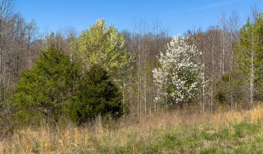 Photo #48 of SOLD property in Off Rice Road, Reidsville, NC 40.0 acres