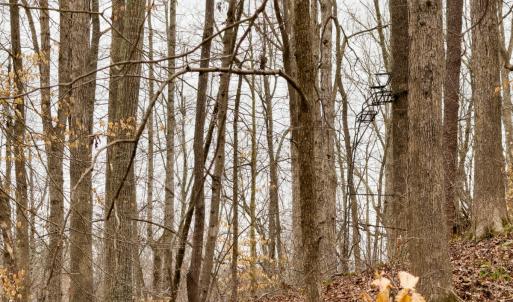 Photo #51 of SOLD property in Off Rice Road, Reidsville, NC 40.0 acres