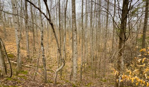 Photo #60 of SOLD property in Off Rice Road, Reidsville, NC 40.0 acres