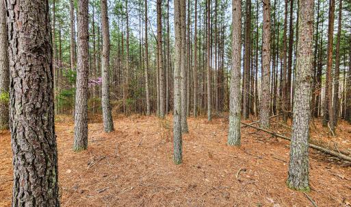 Photo #13 of SOLD property in Off Coopers Mountain Rd, Martinsville, VA 36.4 acres