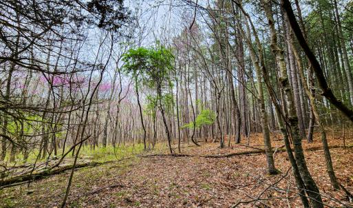 Photo #20 of SOLD property in Off Coopers Mountain Rd, Martinsville, VA 36.4 acres