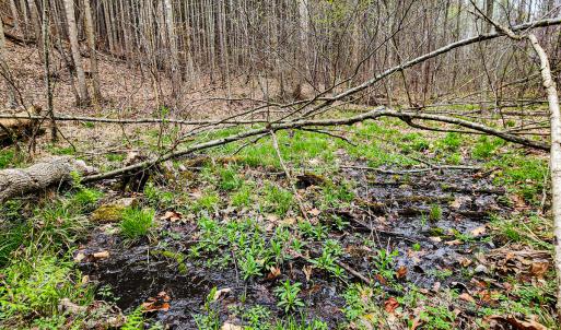 Photo #28 of SOLD property in Off Coopers Mountain Rd, Martinsville, VA 36.4 acres