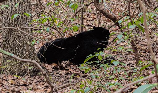 Photo #49 of SOLD property in Off Coopers Mountain Rd, Martinsville, VA 36.4 acres
