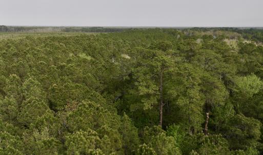 Photo #15 of SOLD property in Off Hwy 306, Grantsboro, NC 31.8 acres