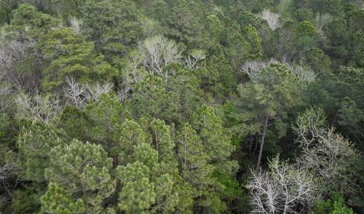 Photo #16 of SOLD property in Off Hwy 306, Grantsboro, NC 31.8 acres