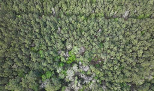 Photo #21 of SOLD property in Off Hwy 306, Grantsboro, NC 31.8 acres