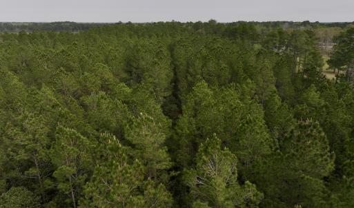 Photo #23 of SOLD property in Off Hwy 306, Grantsboro, NC 31.8 acres