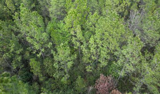 Photo #24 of SOLD property in Off Hwy 306, Grantsboro, NC 31.8 acres