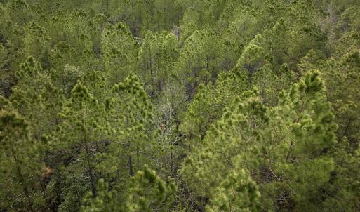 Photo #39 of SOLD property in Off Hwy 306, Grantsboro, NC 31.8 acres