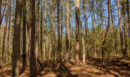 Photo #18 of SOLD property in Off Catfish Road, New London, NC 1.5 acres
