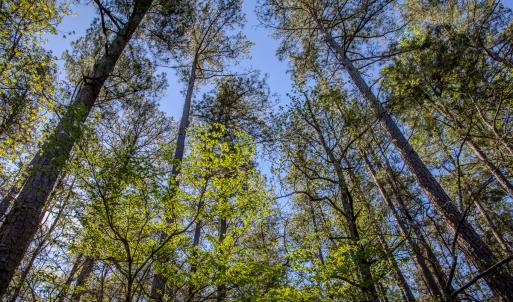 Photo #33 of SOLD property in Off Catfish Road, New London, NC 1.5 acres