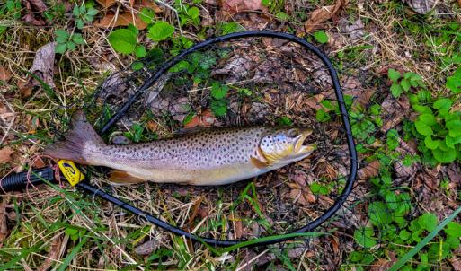 Photo #8 of Off Elwood Dr, Hot Springs, VA 1.3 acres