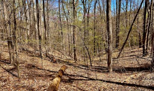 Photo #23 of SOLD property in Off Drawbridge Rd, Pittsville, VA 18.1 acres