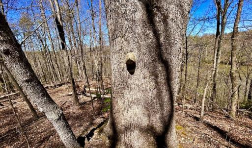 Photo #47 of SOLD property in Off Drawbridge Rd, Pittsville, VA 18.1 acres