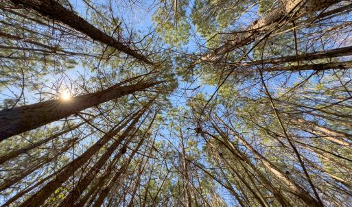 Photo #26 of SOLD property in 6342 Wilkesboro Highway, Union Grove, NC 11.0 acres