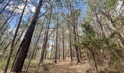 Photo #7 of SOLD property in Off Bessie Hicks Road, Norlina, NC 19.0 acres