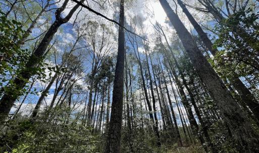 Photo #30 of SOLD property in Off Bessie Hicks Road, Norlina, NC 5.0 acres