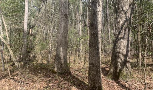 Photo #13 of Off Riverdale Dr, Franklin, VA 11.3 acres