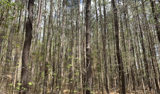 Photo #14 of Off Riverdale Dr, Franklin, VA 11.3 acres