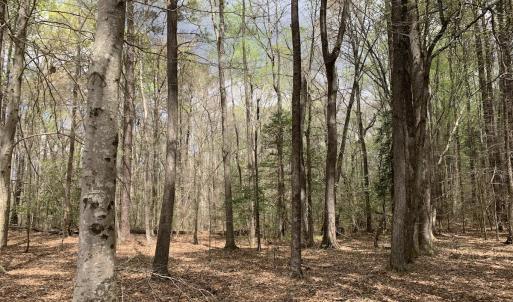 Photo #17 of Off Riverdale Dr, Franklin, VA 11.3 acres