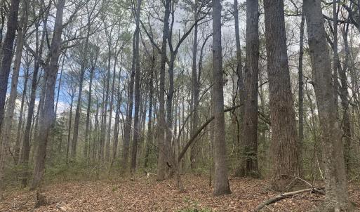 Photo #18 of Off Riverdale Dr, Franklin, VA 11.3 acres